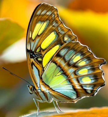 Photo:  Malachite Butterfly